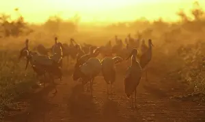 Gravel: White Stork