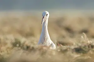 Ciconia: White Stork