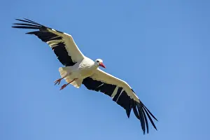 En Vol: WHITE STORK