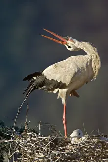Throwing: White Stork - Adult bird in courtship display showing