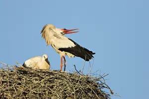 Throwing: White Stork - Adult bird in courtship display showing