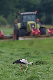 160517: White Stork adult foraging on a meadow next to
