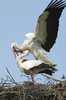 Netherland: White stork - Adult male and female display