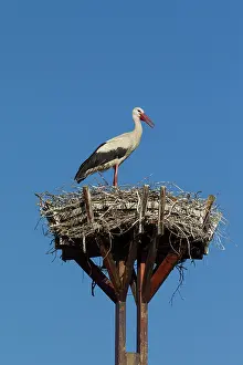 160517: White Stork adult on nest Germany