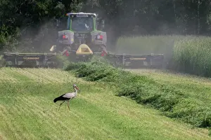 Machinery: White Stork - adult stork foraging on a meadow next