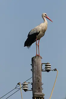 Ciconia: White Stork - adult stork standing on a power pole