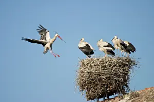 Arriving: White Stork - Arriving in flight at nest with a