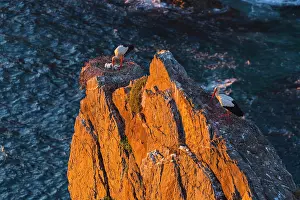 Cabo: White Stork, Cabo Sardao, Natural Park of Southwest