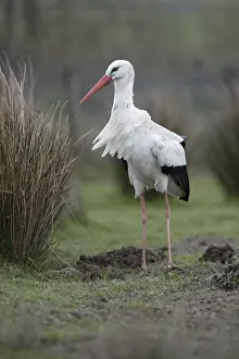 240118: White Stork - Captive - UK