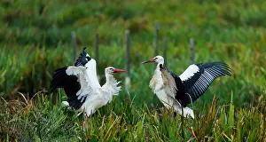 Alava: WHITE STORK (Ciconia ciconia)