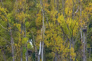 Alava: WHITE STORK (Ciconia ciconia)