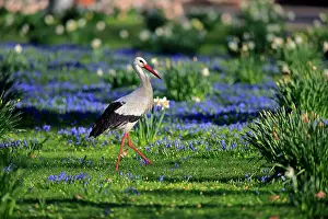 Ciconia: White stork (Ciconia ciconia), adult, on flowering