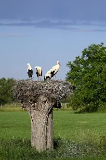Caring: White Stork (Ciconia ciconia), adult and young birds