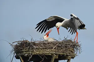 Ciconia: White Stork (Ciconia ciconia) arrives at the ne