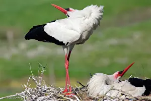 Vendee: White Stork (Ciconia ciconia), courtship, Vendee