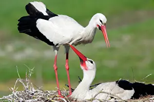 Vendee: White Stork (Ciconia ciconia), courtship, Vendee