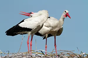 Vendee: White Stork (Ciconia ciconia), courtship, Vendee