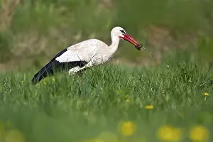 Catch: White Stork (Ciconia ciconia) eating a mouse