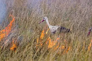 Ciconiidae: White Stork (Ciconia ciconia), feeding on the edge