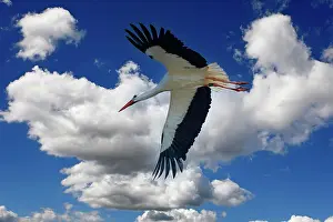 Ciconia: White stork (Ciconia ciconia) in flight, photo montage