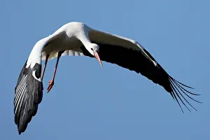 Stork: White stork (Ciconia ciconia) in flight, wildlife