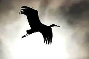 Stride: White stork (Ciconia ciconia) flying, silhouette
