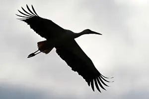 Stride: White stork (Ciconia ciconia) flying, silhouette
