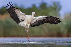 Flat: White Stork (Ciconia ciconia) foraging in shallow water