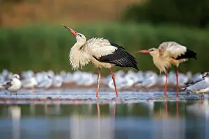 Ciconia: White stork (Ciconia ciconia ) Group in search of