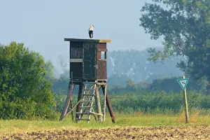 Blind: White Stork (Ciconia ciconia) on Hunting blind in