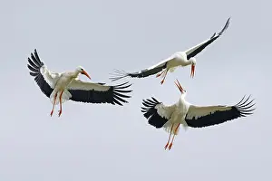 Storks: White stork (Ciconia ciconia), Kamof around the
