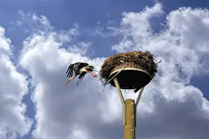 Leaving: White stork (Ciconia ciconia) leaves its nest