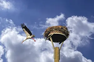 Leaving: White stork (Ciconia ciconia) leaving its nest