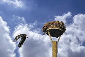 Leaving: White stork (Ciconia ciconia) leaving its nest