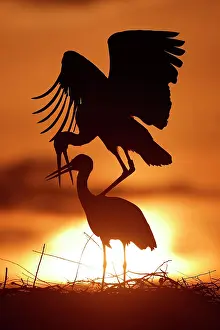 Silhouettes: White stork (Ciconia ciconia) mating at sunset on