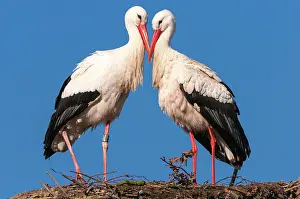 310820: White stork (Ciconia ciconia ) at the nest with