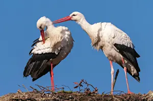 310820: White stork (Ciconia ciconia) at the nest with blue