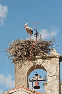 Pete: White Stork (Ciconia ciconia) nesting on