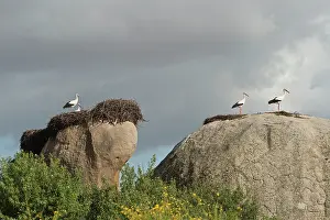 Pete: White Stork (Ciconia ciconia) nesting on