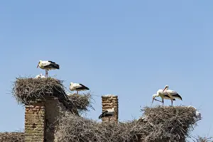 Ciconia: White Stork (Ciconia ciconia) nesting on a ruined