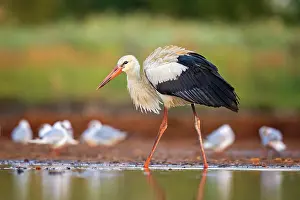 Ciconia: White stork (Ciconia ciconia ) in search of food