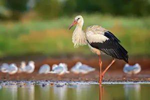 Ciconia: White stork (Ciconia ciconia ) in search of food