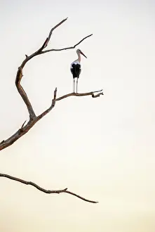 Stork: White stork (Ciconia ciconia) sitting on a deadwood