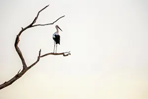 Stork: White stork (Ciconia ciconia) sitting on a deadwood