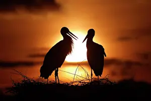 Silhouettes: White stork (Ciconia ciconia) standing on nest at