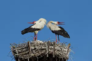 160517: White Stork couple displaying on nest Germany