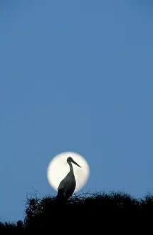 Pinea: White Stork - At dusk with full moon on its nest