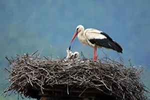 131219: White Stork, Europe