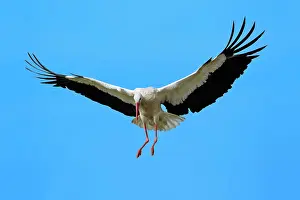 Ciconoia: White Stork - in flight