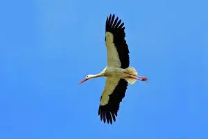 Ciconoia: White Stork - in flight